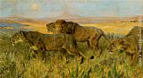 Lions sunset by Arthur Wardle
